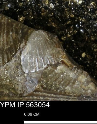 Oxytoma (Hypoxytoma)