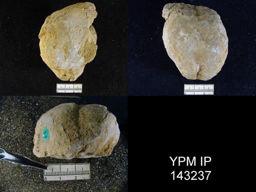 Productus (Waagenoconcha) purdoni
