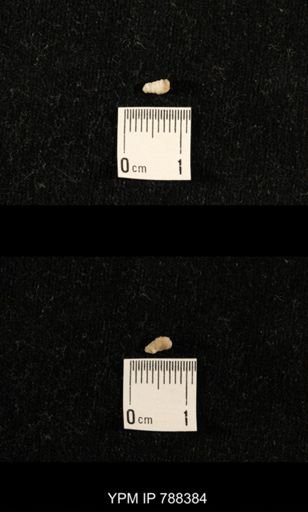 taxon undetermined