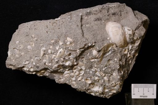 undet. Gastropoda