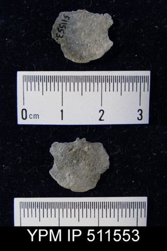 undet. Chonetoidea