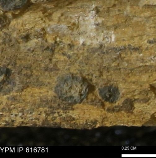 Teredo sp.