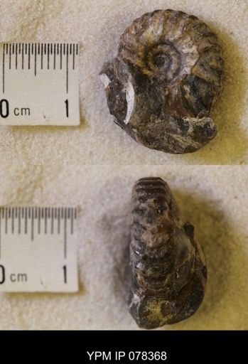 Jeletzkytes nebrascensis