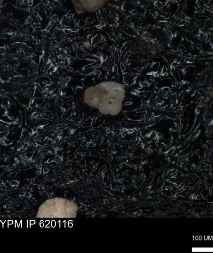 undet. Foraminiferida