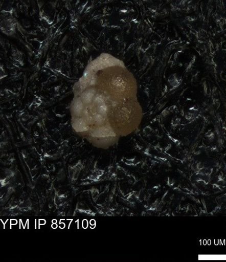undet. Foraminiferida