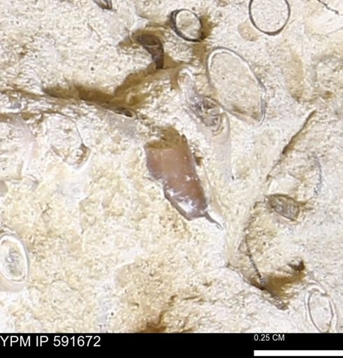 Serpulidae