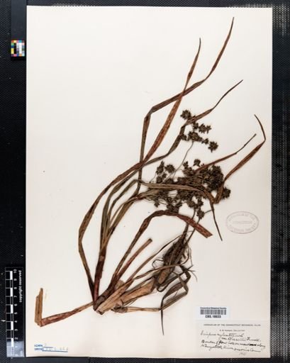 Scirpus sylvaticus