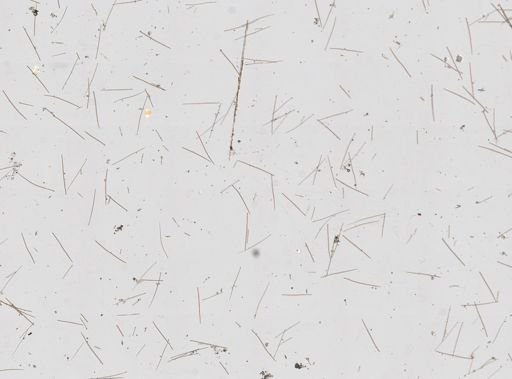 Artemisina sp.