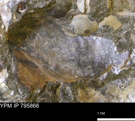 undet. Inoceramidae