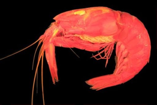 Parapasiphae sulcatifrons