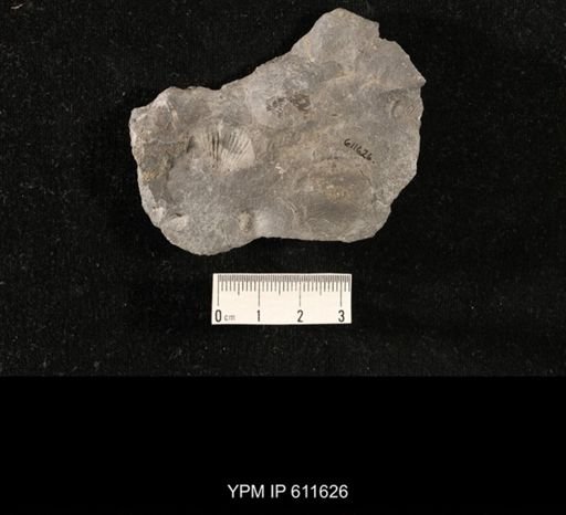Aviculopecten sp.