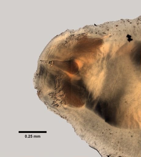 Amphiporus exilis