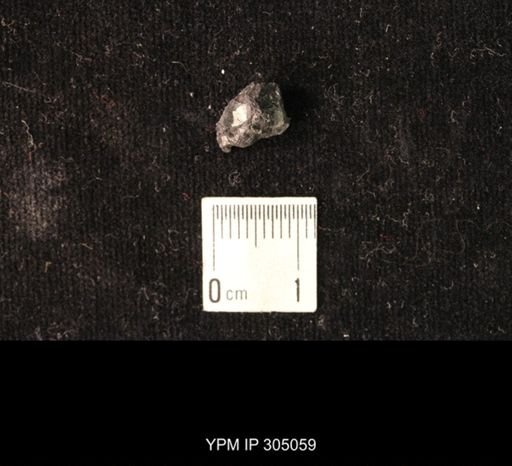 Pharkidonotus sp.