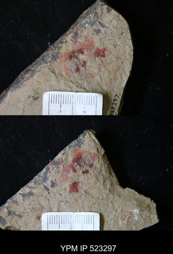 undet. Graptolithina