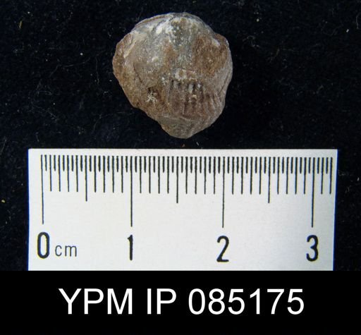 Atrypa reticularis