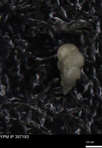 undet. Foraminiferida