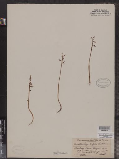 Corallorhiza trifida