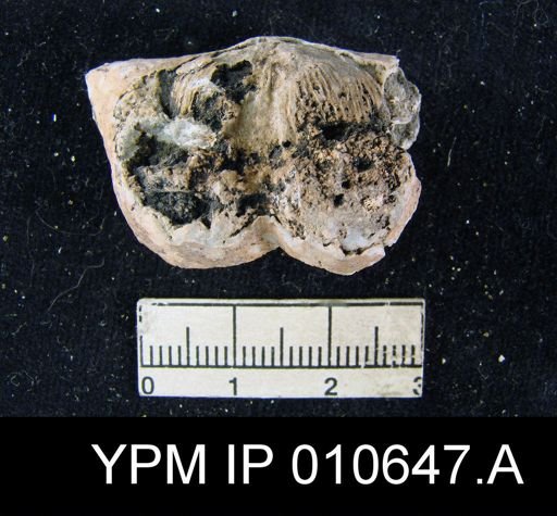 Productus multistriatus