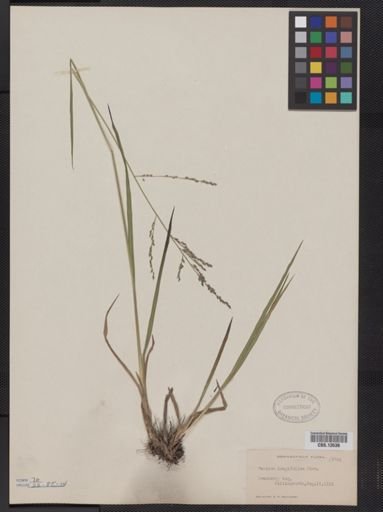 Panicum longifolium