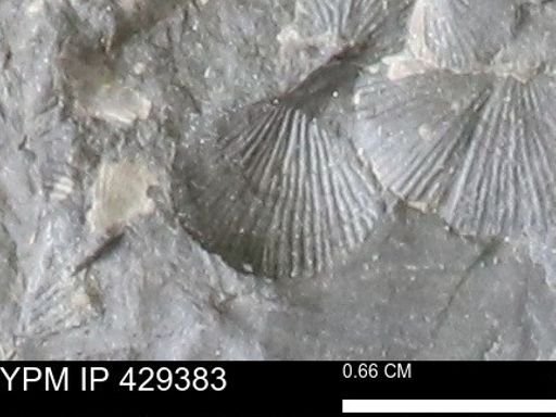 Devonochonetes scitulus