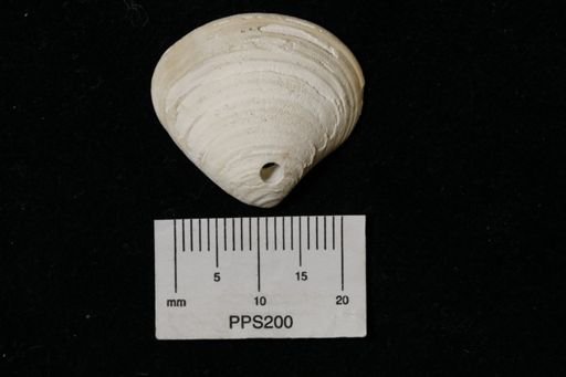 Astarte sp.