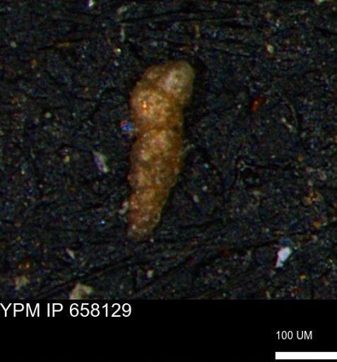 Verneuilinoides kansasensis