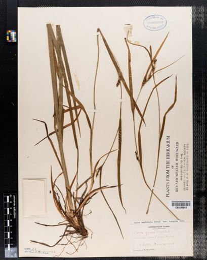Carex amphibola