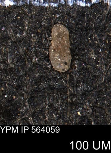 Ammobaculites euides