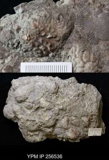 Dolatocrinus asterias
