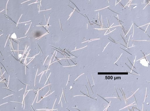 Cliona sp.