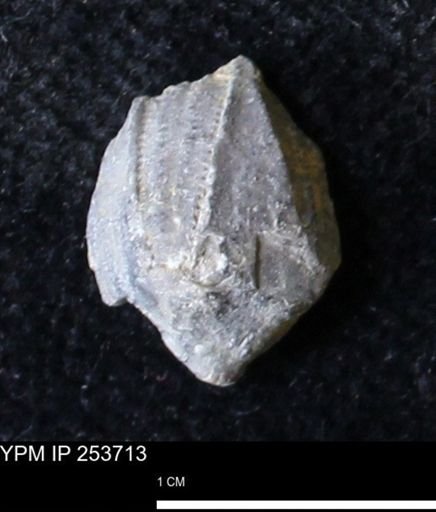 Pentremites sp.