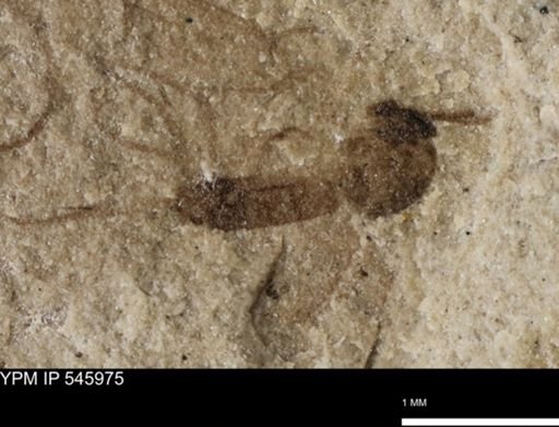 taxon undetermined