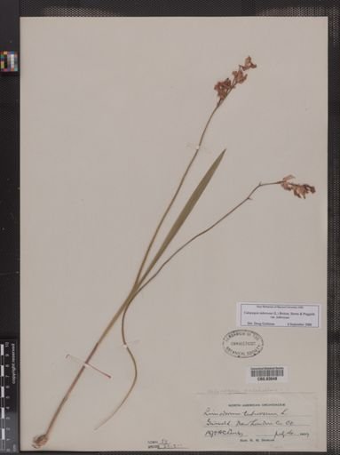 Limodorum tuberosum