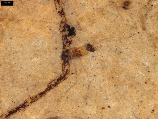 Diptera?