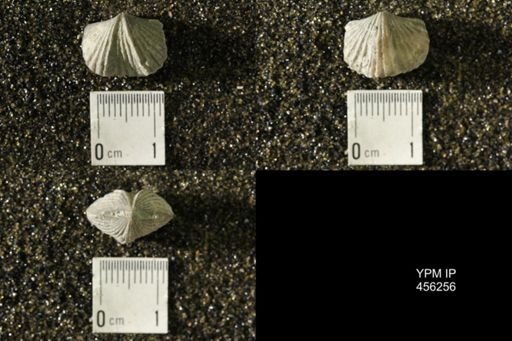 Platystrophia biforata