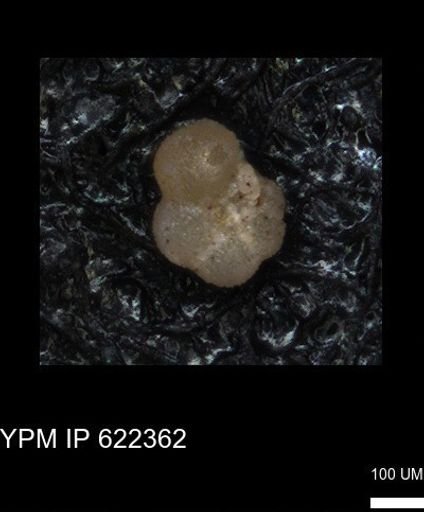 undet. Rugoglobigerinidae