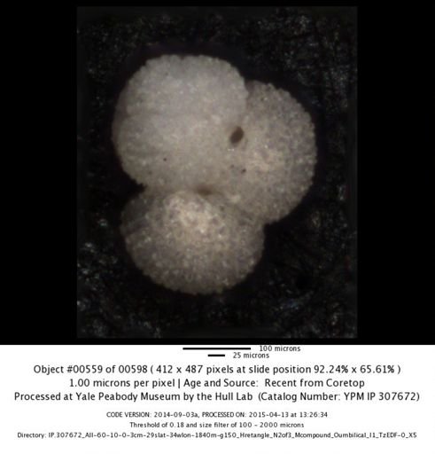 Globigerinoides ruber