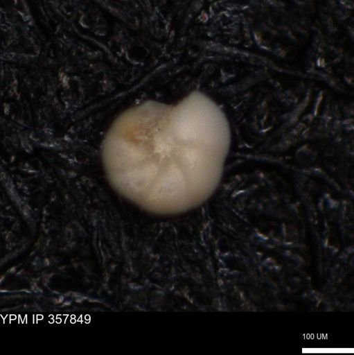 undet. Foraminiferida