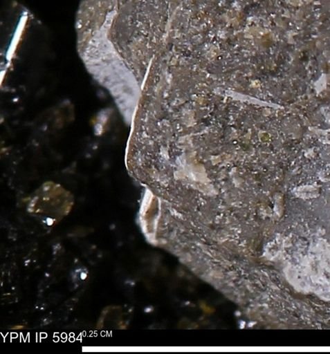 Limopsis striatopunctatus