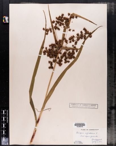 Scirpus sylvaticus
