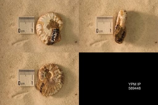 undet. Scaphitidae