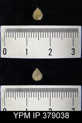Camarotoechia sp.