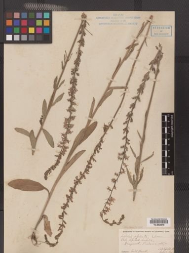 Lobelia spicata