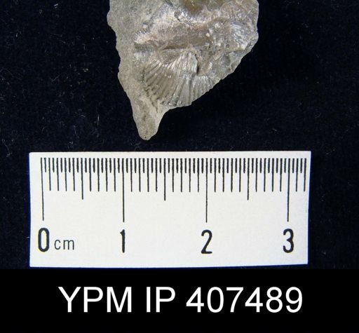 Zygospira recurvirostra