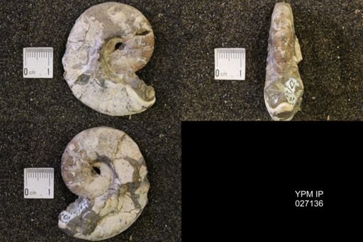 Hoploscaphites nicolletii