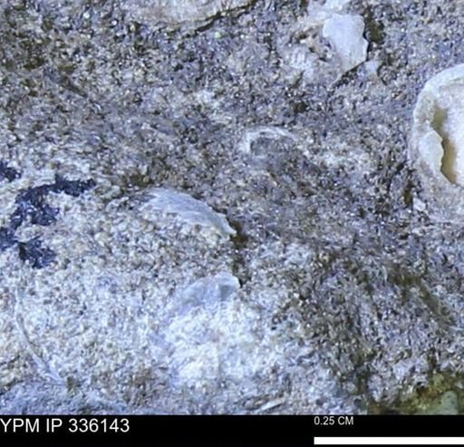 undet. Bivalvia