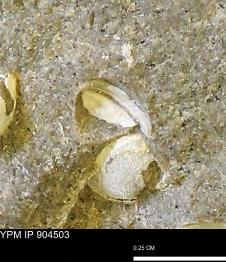 undet. Bivalvia