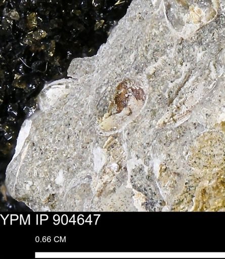 undet. Mollusca
