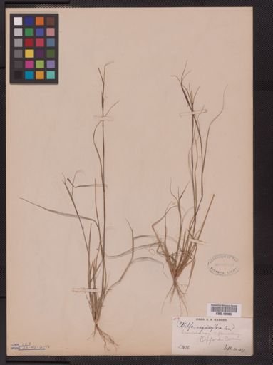Sporobolus vaginiflorus