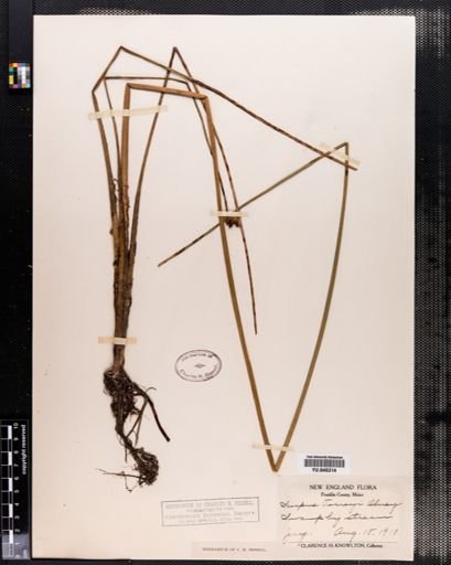 Scirpus torreyi